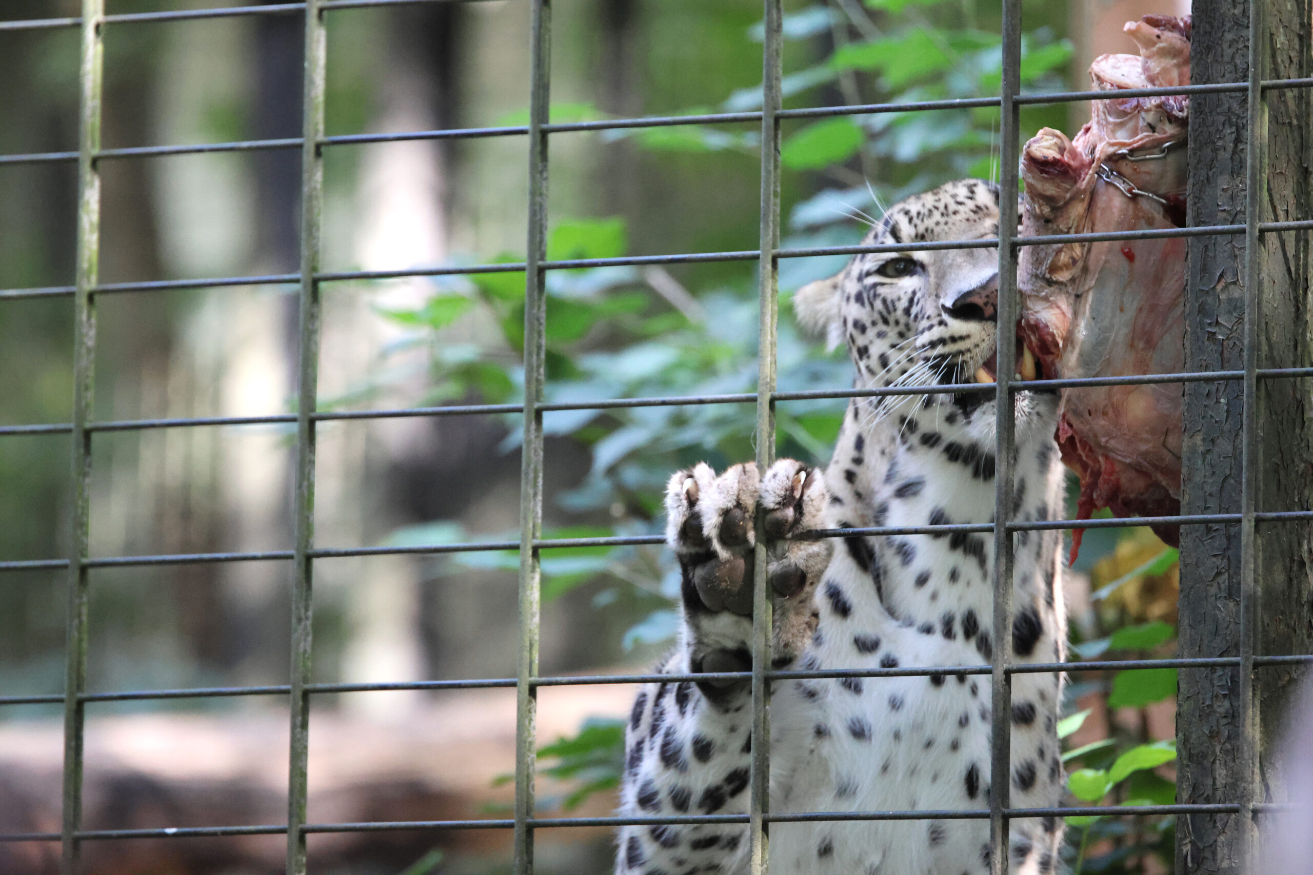 Tierpark Chemnitz und Wildgatter